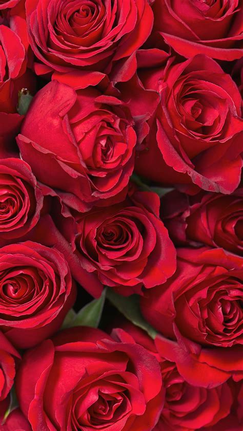 Maybe you would like to learn more about one of these? Samsung Galaxy S7 Roses Wallpaper | Gallery Yopriceville ...