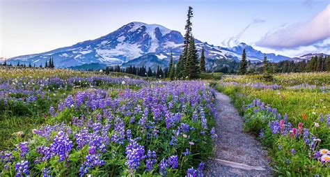 Purple Wildflowers In Montana Best Flower Site