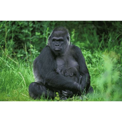 Animals that Start with E | 34 Animals Starting with E • 7ESL