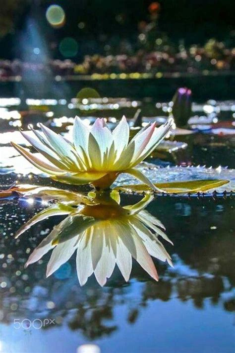 Pin By Sreedevi Balaji On Kamala Lotus And Lily Water Lily Ethereal