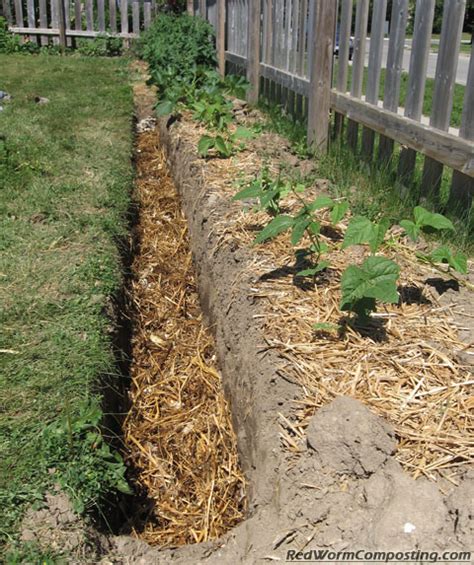 The Vermicomposting Trench Red Worm Composting
