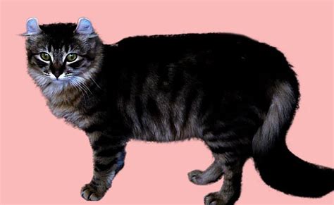 10 Black Cat Breeds The Fascinating World Of Felines Petmoo