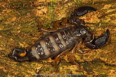 Minden Pictures Stock Photos Pregnant Scorpion In Gallery Forest