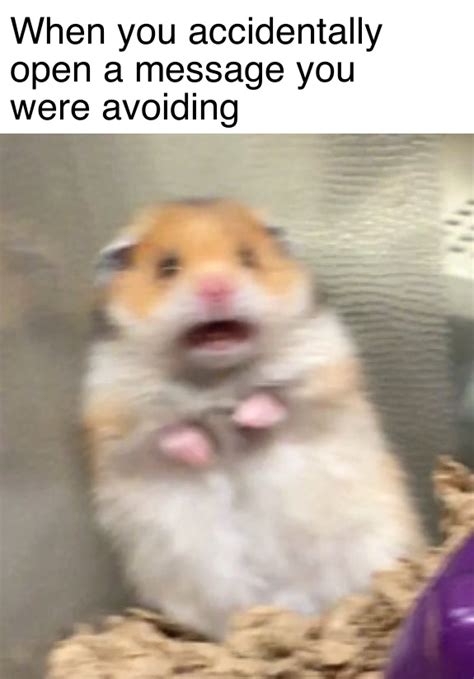 Filescared Hamster Meme 4 Meming Wiki