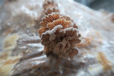 M9993 Schizophyllum commune | Mycelia