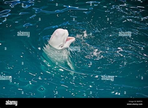 Beluga White Whale Delphinapterus Leucas In Dolphinarium Moscow