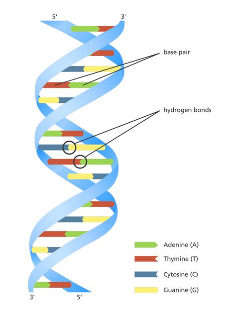 Our Favourite Illustration To Explain The Structure Of The Dna Double