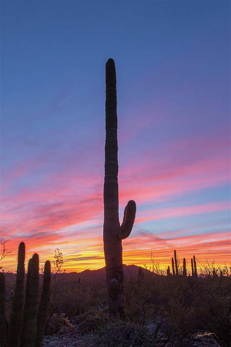 Cactus Sunset Photograph By Jurgen Lorenzen Fine Art America