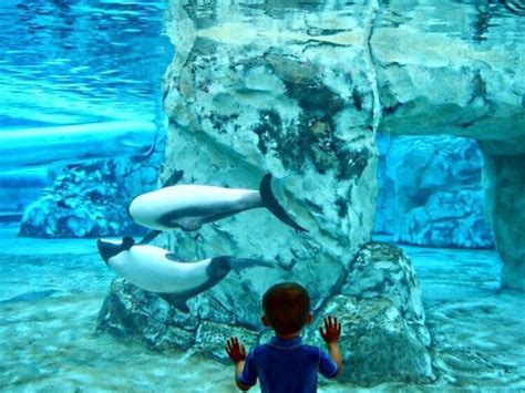 Best Aquarium In Orlando Florida Rayna Wheat