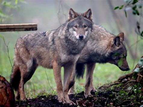 Wolves are not 'egalitarians' when it comes to play fighting | The ...