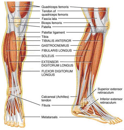 Leg Anatomy Muscles Ligaments And Tendons Https Encrypted Tbn Gstatic Com Images Q Tbn