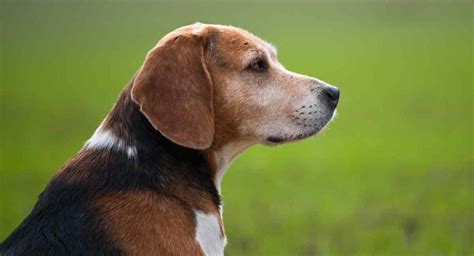 Old Beagle Everything You Need To Know As Your Dog Ages