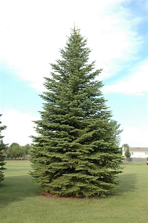 Colorado Spruce Picea Pungens In Inver Grove Heights Minnesota Mn