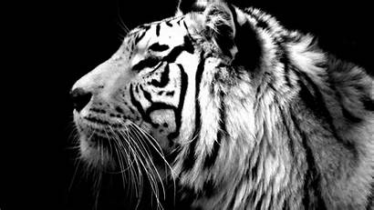 Tiger Wallpapers Desktop Animal