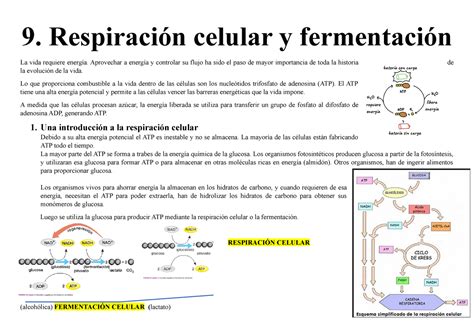 9 Respiración Celular Y Fermentación 9 Respiración celular y