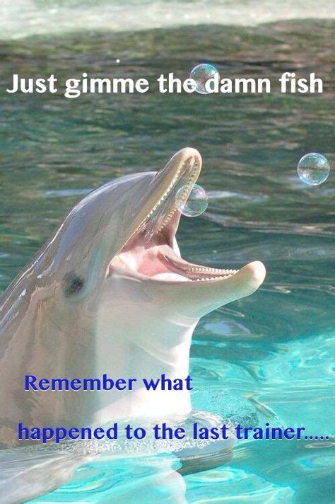 10 Best Dolphin Memes Images Dolphin Memes Memes Funny Dolphin