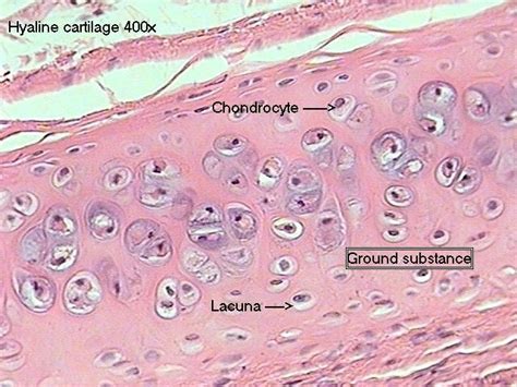 Pin By Shayma On Histology Hyaline Cartilage Histology Slides