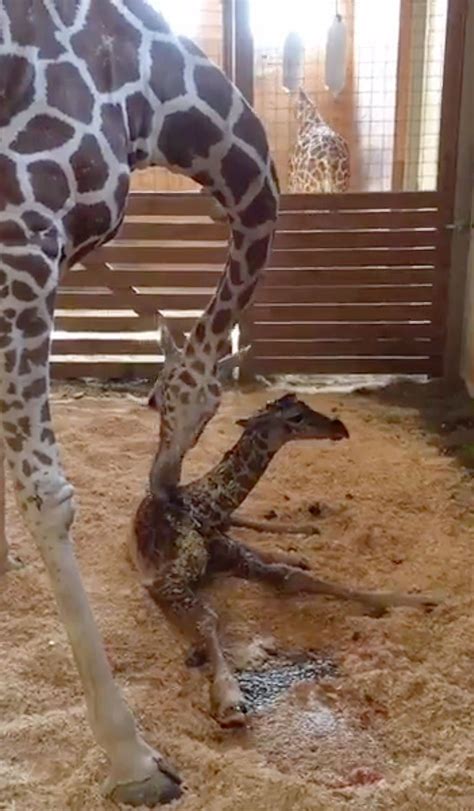 April The Giraffe Gives Birth See Her New Baby Giraffe And Sons