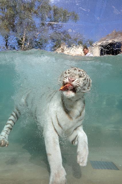 White Tiger Swim Flickr Photo Sharing