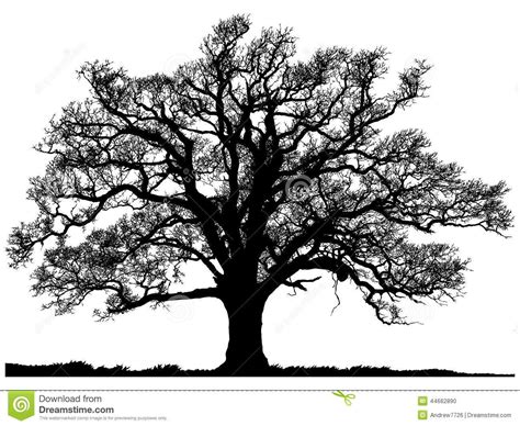 Silhouette Of Oak Tree Stock Vector Illustration Of Frame 44662890