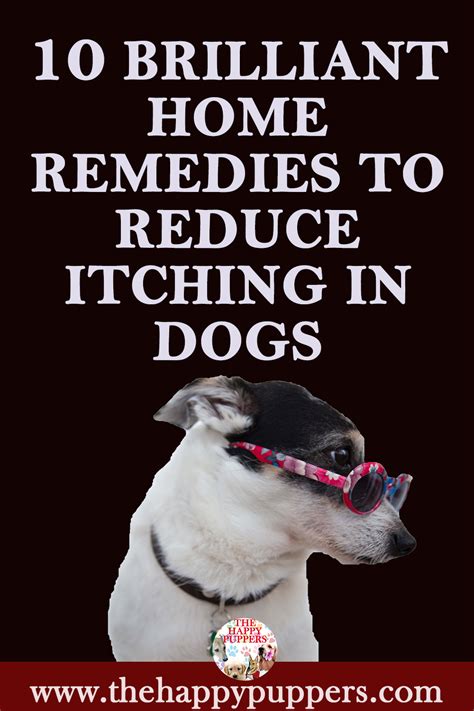 10 Brilliant Remedies To Reduce Itching In Dogs