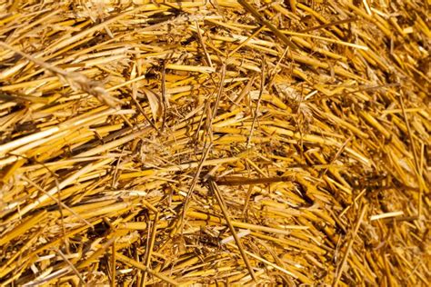 Dry Straw Stock Photo Image Of Agriculture Texture 121682812