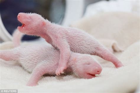 Two Cute First Look At The Twin Pandas Born At A Chinese Breeding