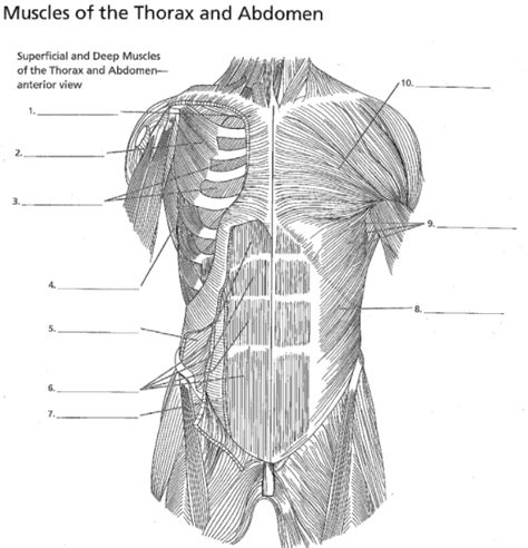 Muscles Of The Neck Chest And Thorax Coloring Page Im Vrogue Co