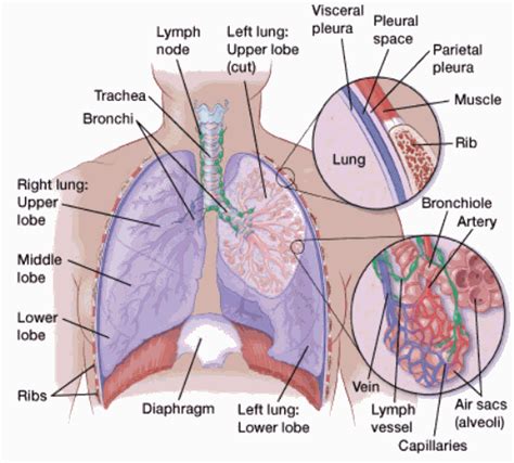 What Does Lymph Nodes On The Lungs Mean Caregeh