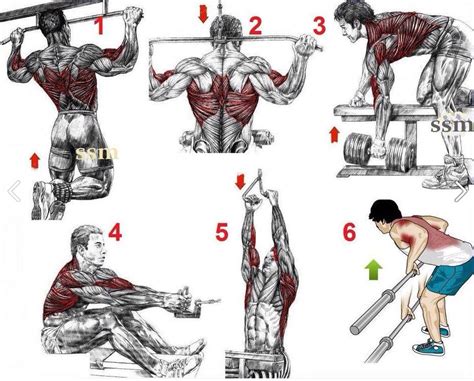 Best Back Workouts For Mass Bodydulding