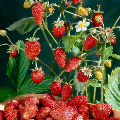 How To Grow The Strawberry Tree From Seed Garden How