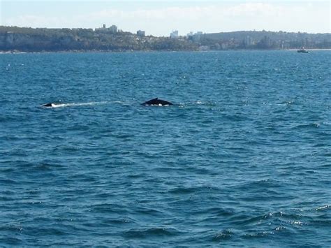 Sydney Whale Watching Sídney Lo Que Se Debe Saber Antes De Viajar