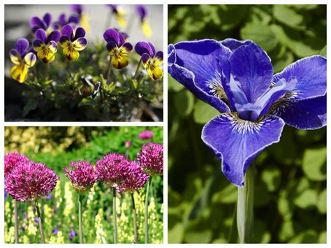 English lavender hedge plants are commonly referred to by its latin name, lavandula anguistifolia 'munstead'. 10 June-flowering plants to add colour to your garden - Saga