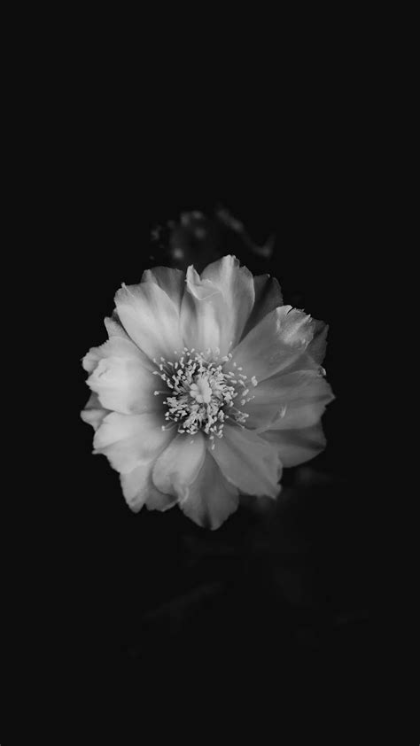 16 Black And White Flower Iphone Wallpapers Wallpaperboat