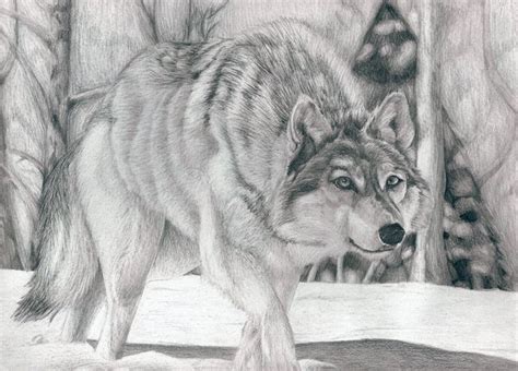 10 Cool Wolf Drawings For Inspiration Hative