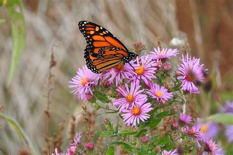 Monarch Nectar Plants For Illinois