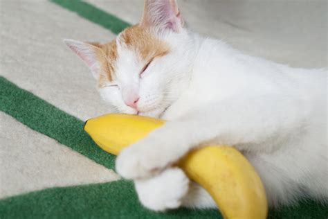 Viral Kucing Makan Pisang Ini Kunci Memberi Makan Buah Dengan Aman Merdeka Com Merdeka Com