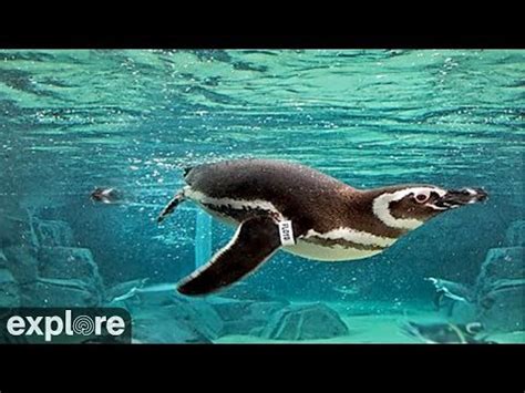 Please be aware both pandas have access to private areas which they can choose to spend time in during the day. Penguin cam edinburgh zoo, sign up to amazon prime for ...