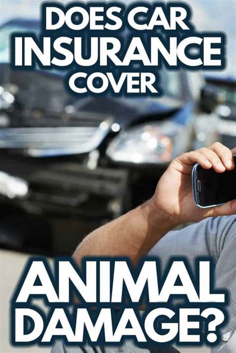 Is mouse damage covered by car insurance? Does Car Insurance Cover Animal Damage? - MoneyMink.com