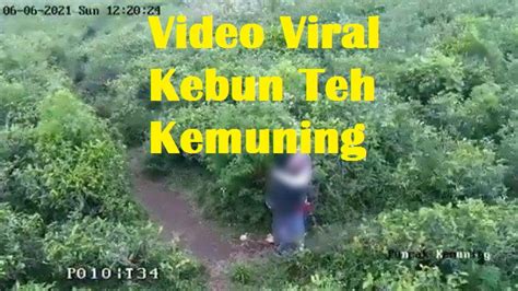 Video Viral Kebun Teh Kemuning