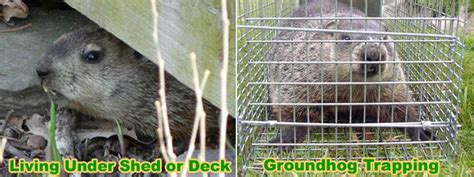 An Animal In A Cage With The Caption Living Under Shedder Deck