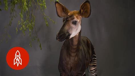 Okapi And Giraffe Together
