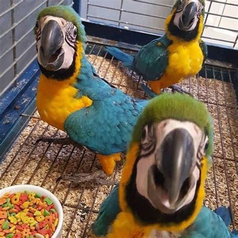 Macaw Parrots For Adoption Now Pets Rehoming Abu Dhabi City