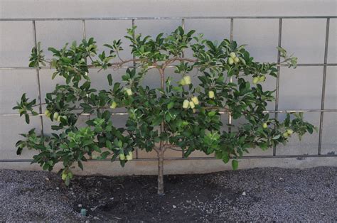 A trellis can be constructed at any time of the year. ARIZONA TRAVELER: APPLE TREE TRELLISES