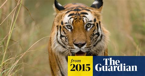 Bhutan Tiger Population Higher Than Previously Thought Survey Reveals