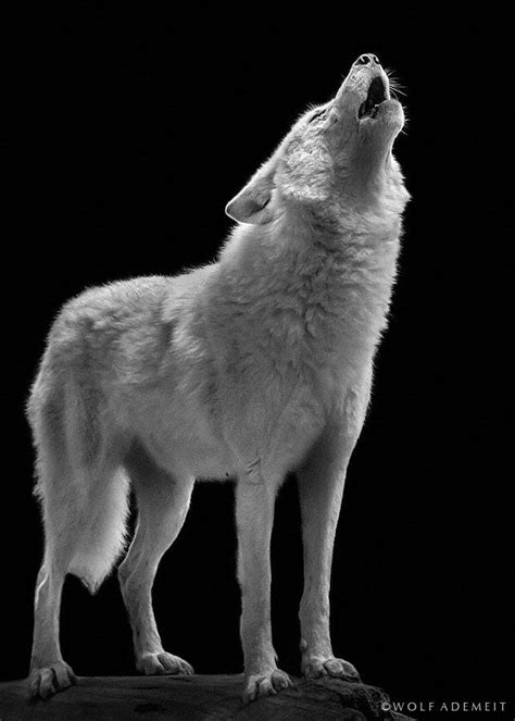 Serenade By Wolf Ademeit 500px Wolf Dog Wolves Photography Animals