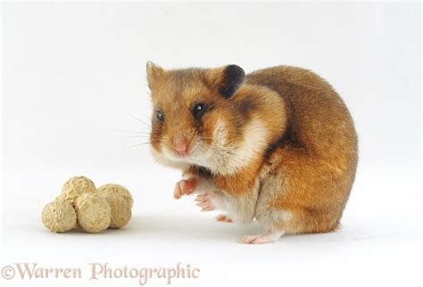 Syrian Hamster Photo Wp13391