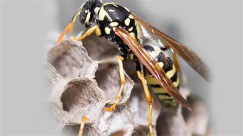 Paper Wasp Greenleaf Pest Control