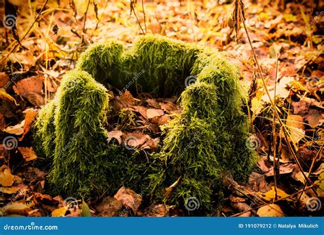 An Old Stump Covered With Green Moss In The Autumn Forest Autumn