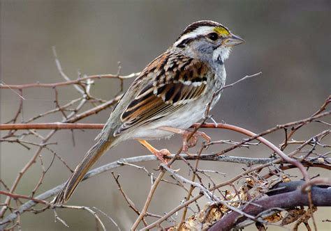 White Throated Sparrow Alabama Birding Trails